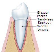gezond tandvlees